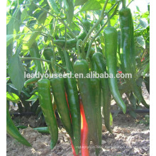 MP251 Guifei high yield green hot pepper seeds in hybrid seeds